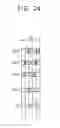 Fig. 23 - Method of digitally driving organic light-emitting diode (OLED) display