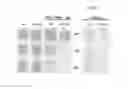 Fig. 08 - ANTIMICROBIAL METHOD BY BLOCKING MANNITOL METABOLISM AND ANTIMICROBIAL COMPOSITION CONTAINING MANNITOL METABOLIC INHIBITOR