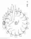 Fig. 13 - Cryogenic poultry chilling system and method