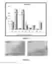 Fig. 05 - PRODUCTION METHOD OF FISH FEED ENRICHED WITH POLAR LIPIDS AND METHOD TO ENRICH FARMED FISHES