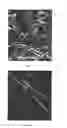 Fig. 03 - COMPOSITIONS OF PARTICULATE COFORMULATION