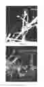 Fig. 05 - COMPOSITIONS OF PARTICULATE COFORMULATION