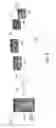 Fig. 07 - Compressed decalcified trabecular bone grafts and tooth socket repair