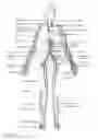 Fig. 06 - Anatomically targeted compression clothing