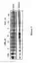 Fig. 02 - NRF2 Screening Assays and Related Methods and Compositions