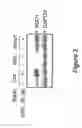 Fig. 03 - NRF2 Screening Assays and Related Methods and Compositions