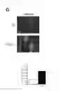 Fig. 06 - Methods of treating atherosclerosis or myeloproliferative neoplasms by administering a lyn kinase activator