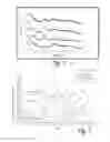 Fig. 02 - ORALLY-ADMINISTRABLE COMPOSITIONS COMPRISING STABLE AMORPHOUS CALCIUM CARBONATE