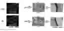 Fig. 01 - METHOD FOR PRODUCING A PLURALITY OF TEETH FROM ONE ISOLATED TOOTH GERM
