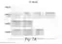 Fig. 08 - Method of constructing masses of myocardial cells and use of the myocardial cell mass