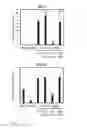Fig. 05 - INTERFERON TREATMENT TARGETING MUTANT P53 EXPRESSING CELLS