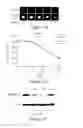 Fig. 13 - INTERFERON TREATMENT TARGETING MUTANT P53 EXPRESSING CELLS