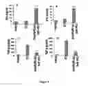 Fig. 06 - METHODS FOR REDUCING FIBROSIS INDUCED BY PERITONEAL DIALYSIS