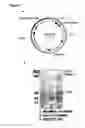 Fig. 02 - COMPOSITIONS AND METHODS FOR PREVENTION OF ESCAPE MUTATION IN THE TREATMENT OF HER2/NEU OVER-EXPRESSING TUMORS