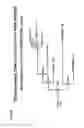 Fig. 331 - Antibody evolution immunogens