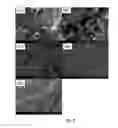 Fig. 07 - Thermosensitive injectable hydrogel for drug delivery