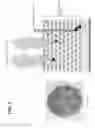 Fig. 04 - Anti-wall teichoic antibodies and conjugates