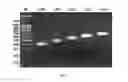 Fig. 04 - Multimeric antimicrobial peptide complex which is displayed on cell surface