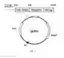 Fig. 05 - Multimeric antimicrobial peptide complex which is displayed on cell surface