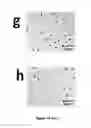 Fig. 20 - Mesoporous oxide nanoparticles and methods of making and using same