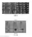 Fig. 10 - Magnetic microstructures for magnetic resonance imaging