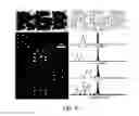 Fig. 11 - Magnetic microstructures for magnetic resonance imaging