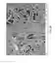 Fig. 08 - Amphiphilic linear peptide/peptoid and hydrogel comprising the same