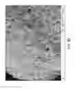 Fig. 09 - Amphiphilic linear peptide/peptoid and hydrogel comprising the same