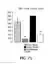 Fig. 09 - Injectable peripheral nerve specific hydrogel