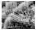Fig. 01 - Catalytic Zinc Oxide
