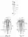 Fig. 02 - System for dispensing a mixture of a first product and a second product