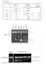 Fig. 02 - Modulation of synaptic maintenance