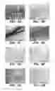 Fig. 06 - Immunotherapy for clearing pathological tau conformers