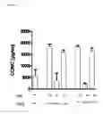 Fig. 07 - Interferon α and ω antibody antagonists