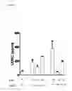 Fig. 08 - Interferon α and ω antibody antagonists