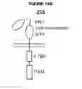 Fig. 37 - CHIMERIC ANTIGEN RECEPTOR AND METHODS OF USE THEREOF