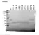 Fig. 03 - ANTIBODY VARIANTS HAVING MODIFICATIONS IN THE CONSTANT REGION