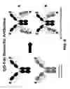 Fig. 10 - Multispecific constructs