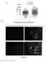 Fig. 07 - Methods and compositions for treating breast cancer with dendritic cell vaccines