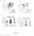 Fig. 26 - Methods and compositions for treating breast cancer with dendritic cell vaccines