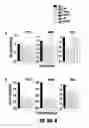 Fig. 09 - METHODS FOR INDUCTION OF CELL FATES FROM PLURIPOTENT CELLS