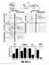 Fig. 35 - METHODS FOR INDUCTION OF CELL FATES FROM PLURIPOTENT CELLS