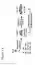 Fig. 02 - METHOD FOR FORMING ENDOTHELIAL CELLS