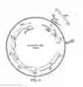 Fig. 06 - ShRNA molecules and methods of use thereof