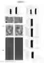 Fig. 07 - Methods to screen compounds for regulating USF1 activity and methods and compounds to treat cardiometabolic and lipid pathologies