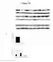 Fig. 19 - Methods to screen compounds for regulating USF1 activity and methods and compounds to treat cardiometabolic and lipid pathologies
