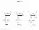 Fig. 02 - OLIGONUCLEOTIDES COMPRISING ALTERNATING SEGMENTS AND USES THEREOF