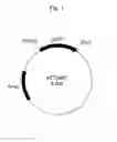 Fig. 02 - having highly efficient gene transfer ability to plant imparted thereto
