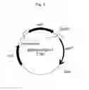 Fig. 06 - having highly efficient gene transfer ability to plant imparted thereto
