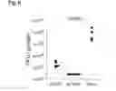 Fig. 07 - NUCLEOTIDE VACCINE